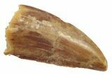 Serrated, Raptor Tooth - Real Dinosaur Tooth #238548-1